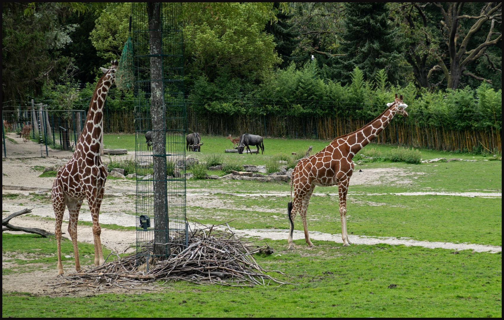 Zoo Kronberg/Ts.