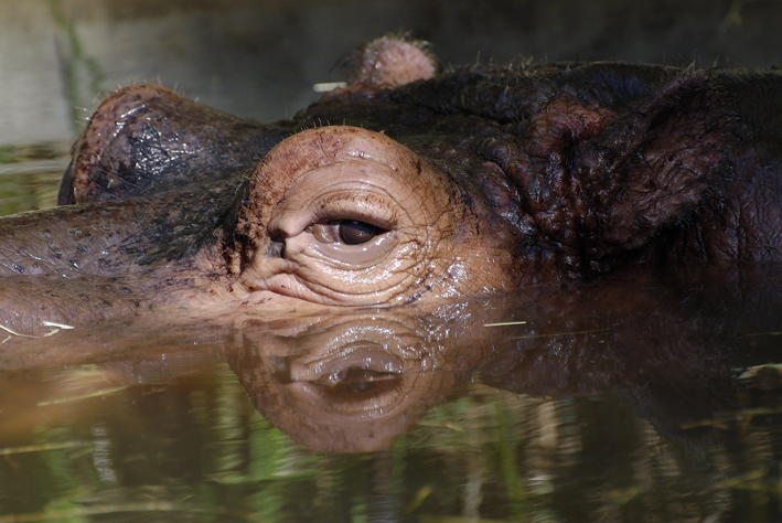 zoo la fleche