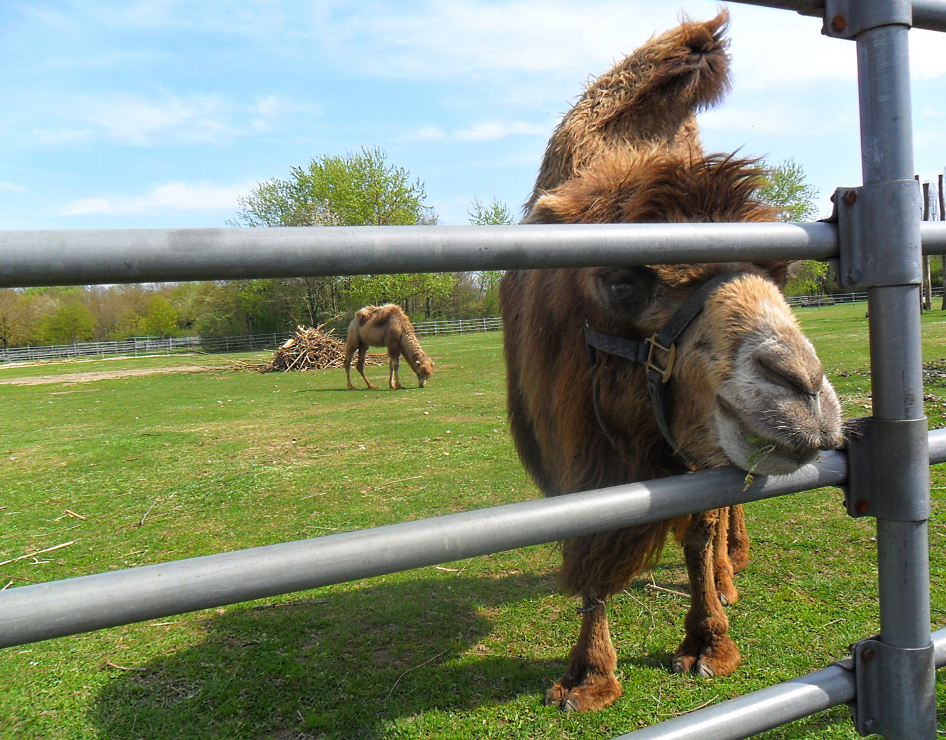 Zoo Leben 