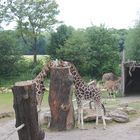 Zoo-Leipzig