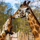 Zoo Leipzig 05