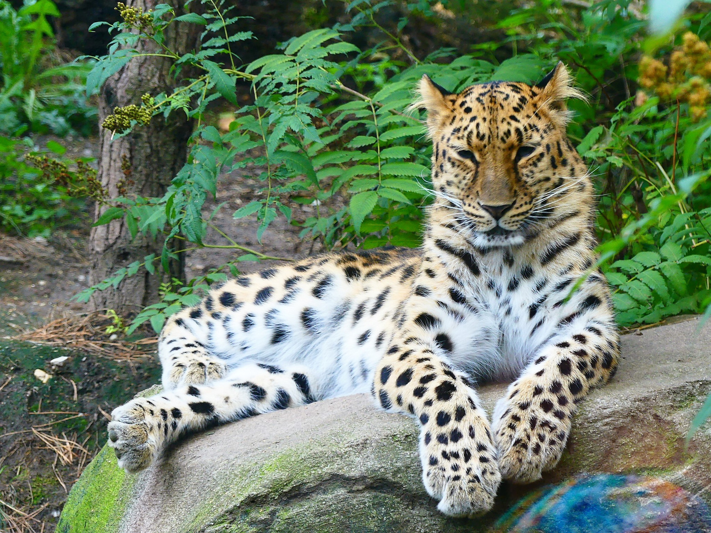 Zoo - Leipzig - 06-09-2018