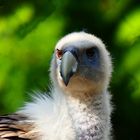 Zoo Leipzig - 06-09-2018