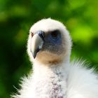 Zoo Leipzig - 06-09-2018