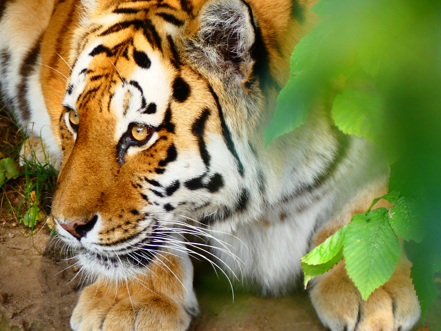 Zoo Leipzig - 06-09-2018