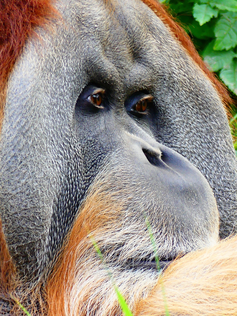 Zoo Leipzig - 06-092018