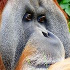 Zoo Leipzig - 06-092018