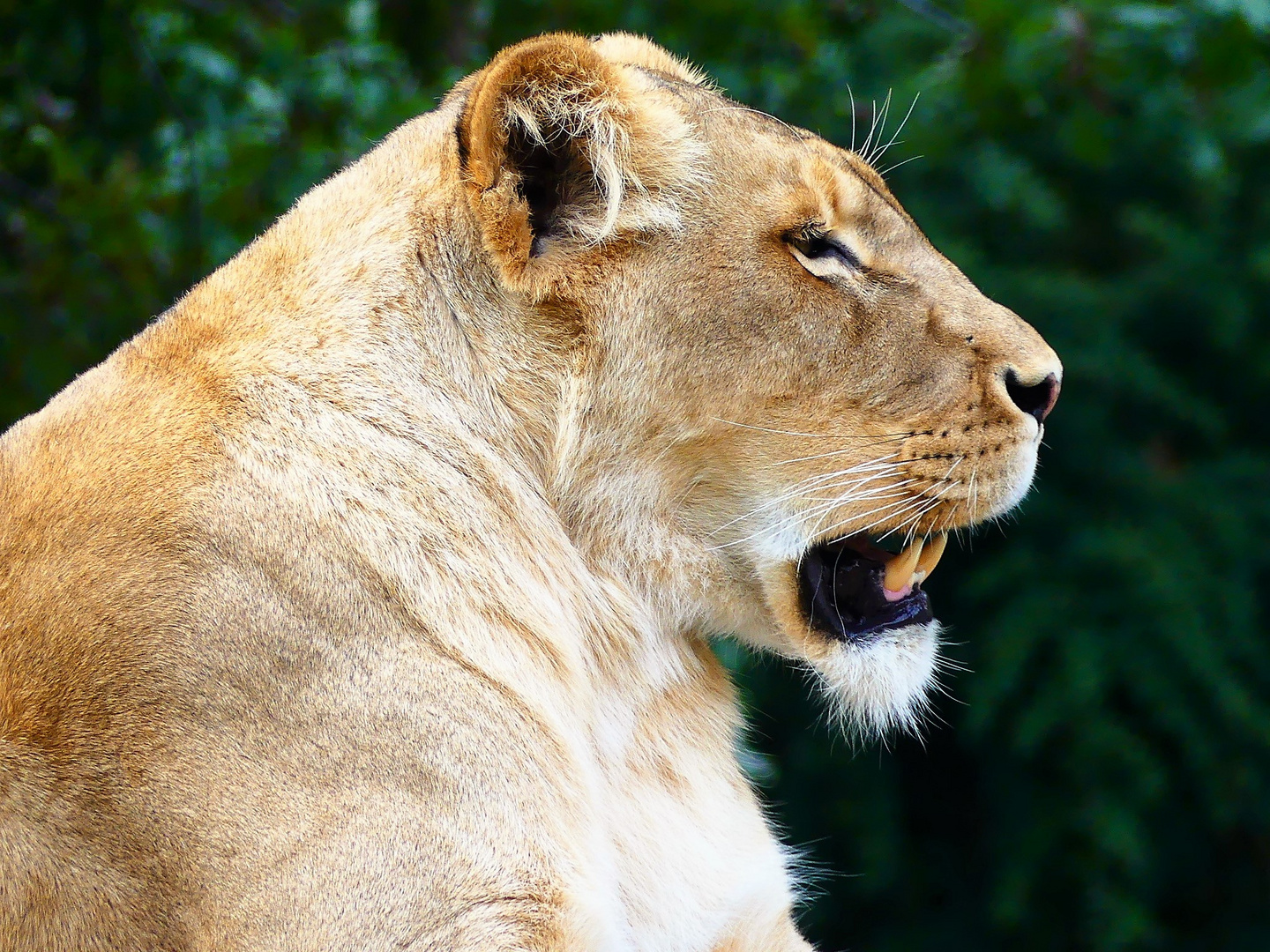 Zoo Leipzig - 06-092018