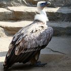 Zoo Leipzig - 06-092018 - begehbare Geiervoliere - Geierportrait 