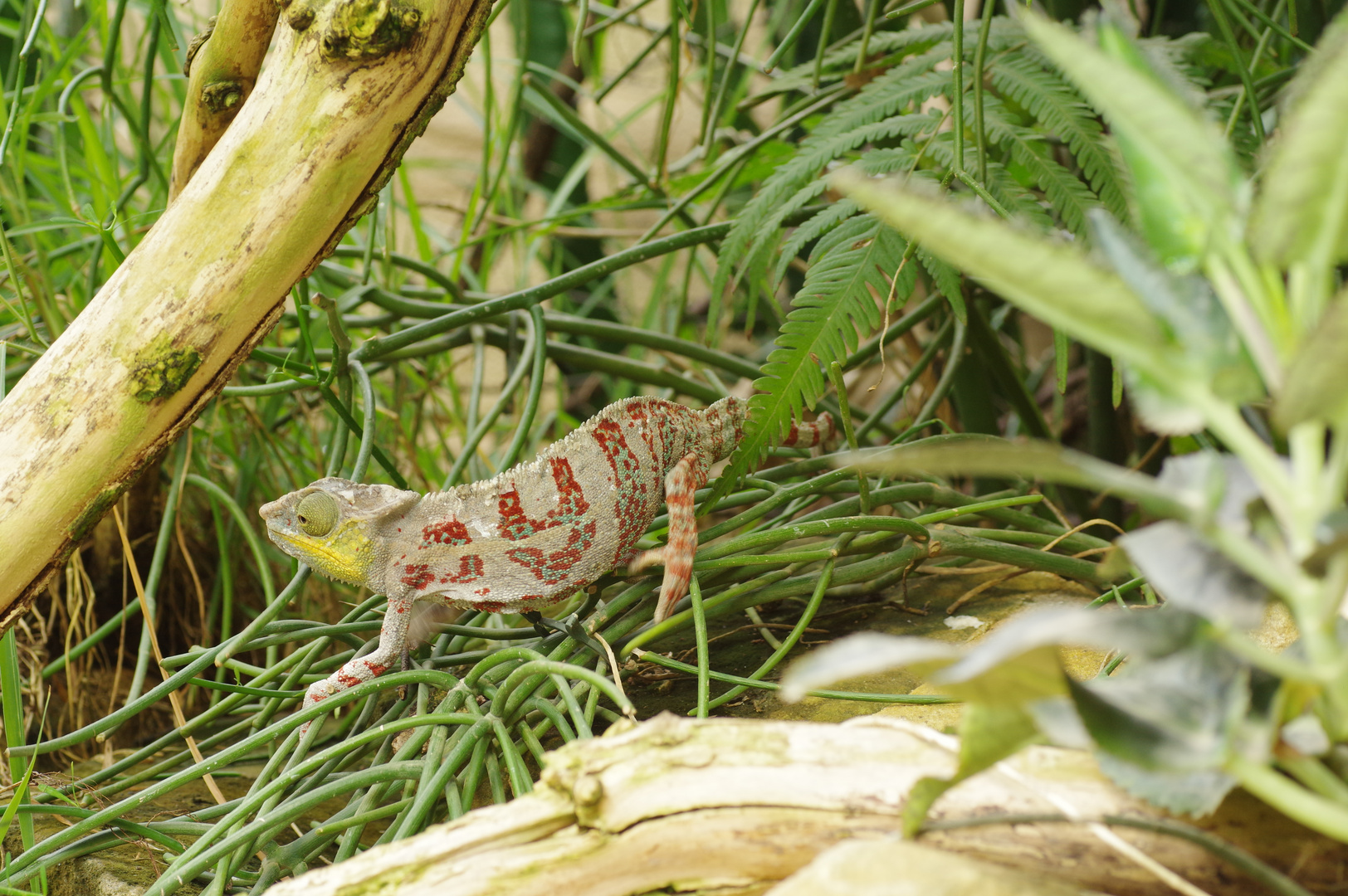 Zoo Leipzig 06