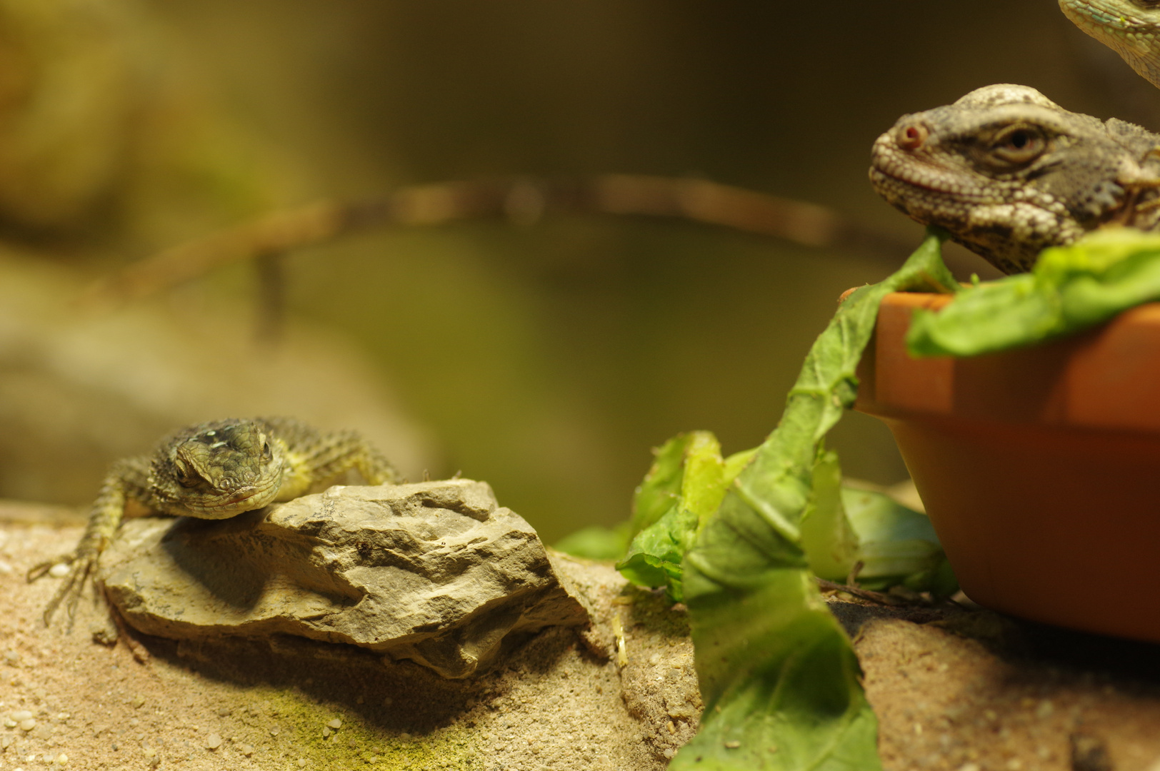 Zoo Leipzig 08