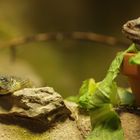 Zoo Leipzig 08