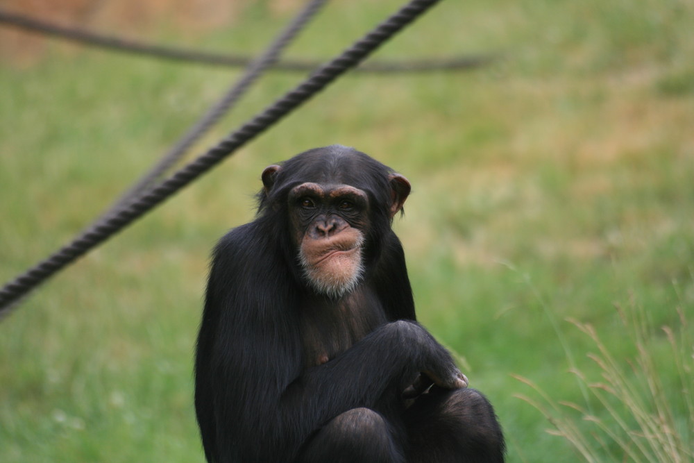 Zoo Leipzig 11.06.2008