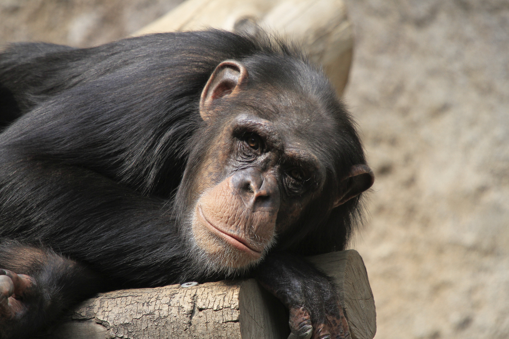 Zoo Leipzig 2