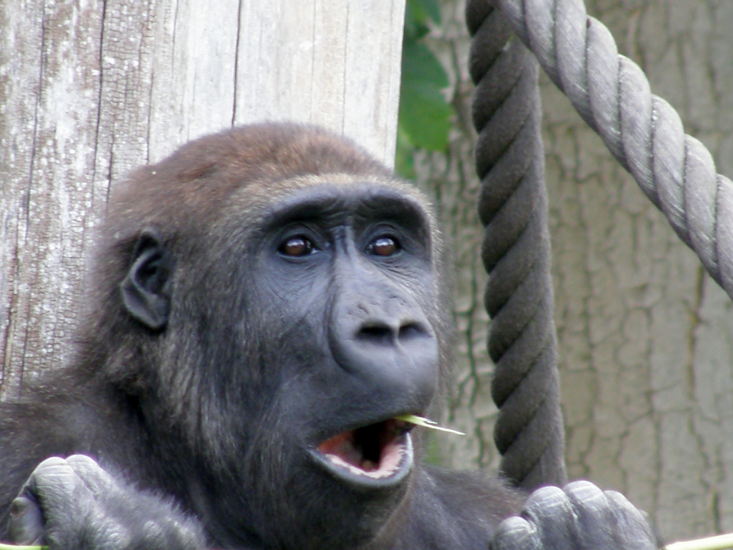 Zoo Leipzig 2010