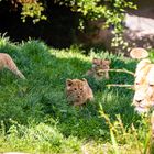 Zoo Leipzig