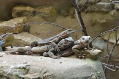 Zoo Leipzig