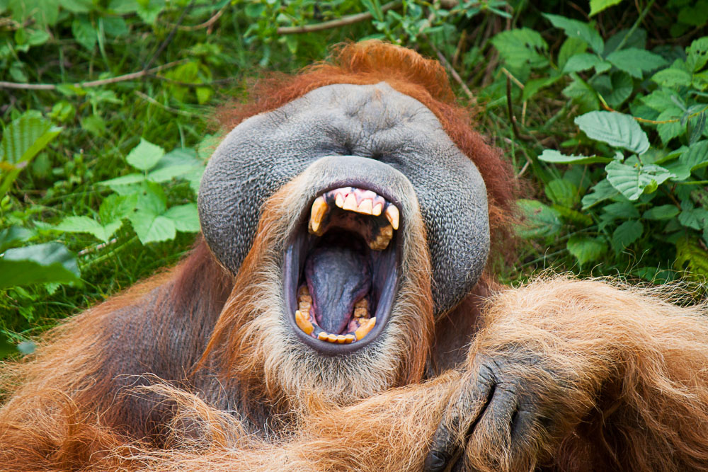 Zoo Leipzig