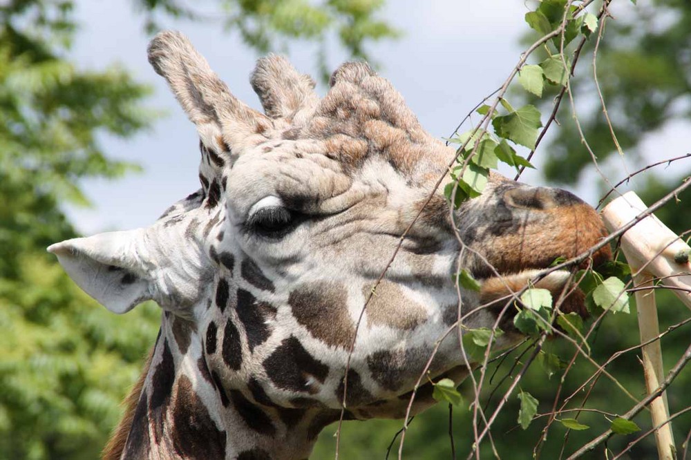 Zoo Leipzig