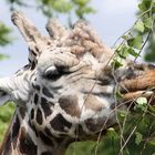 Zoo Leipzig