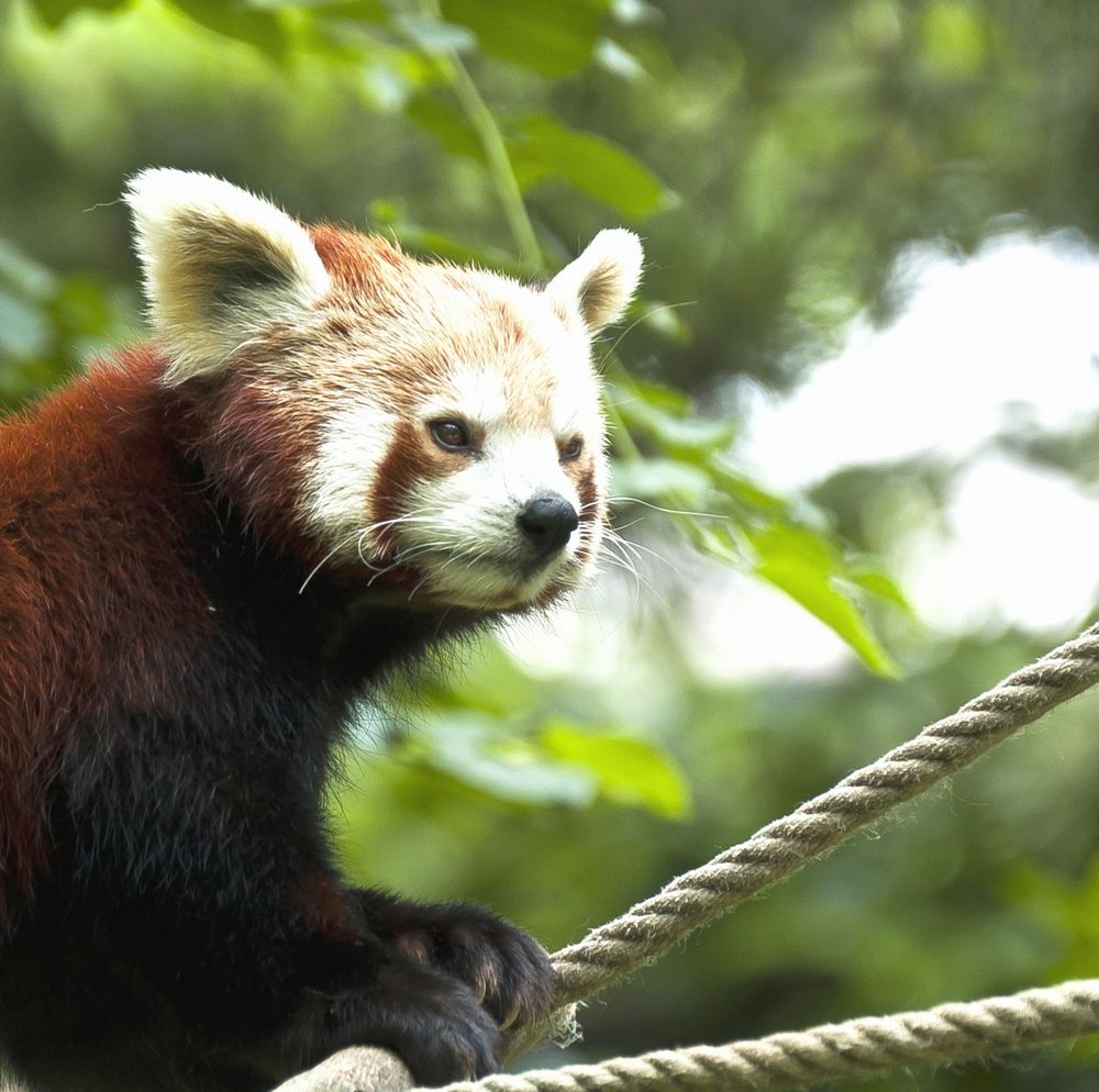 Zoo Leipzig "Baumpanda"