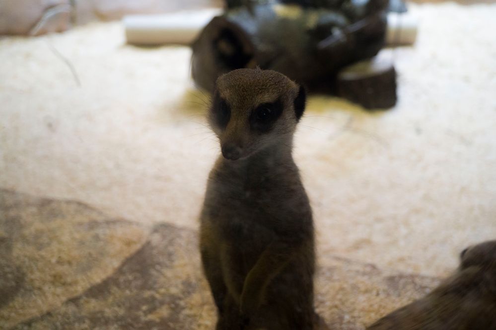 Zoo Leipzig Bereich Afrika