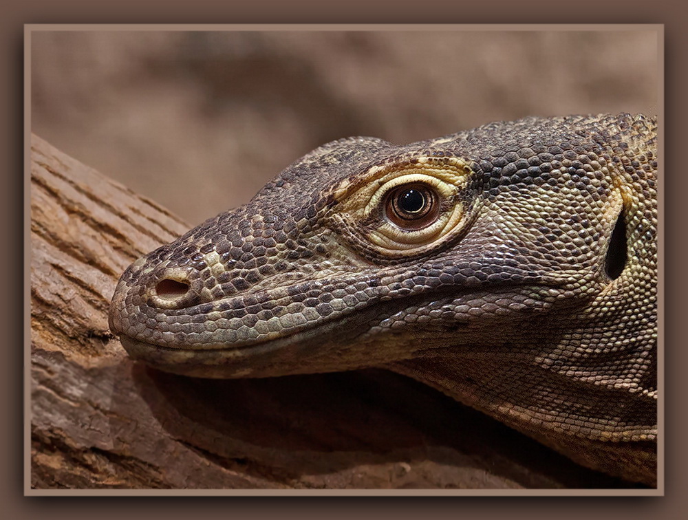 Zoo-Leipzig