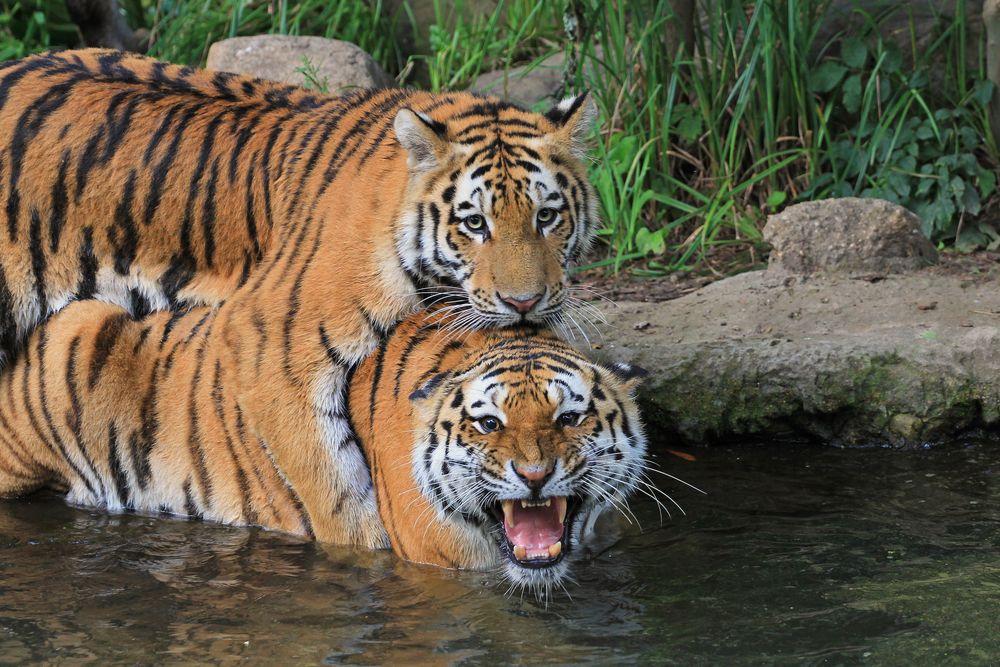 Zoo -Leipzig