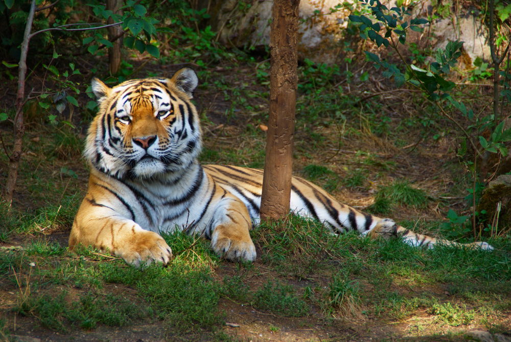 Zoo Leipzig - Ein Tiger ruht sich aus