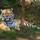 Zoo Leipzig - Ein Tiger ruht sich aus