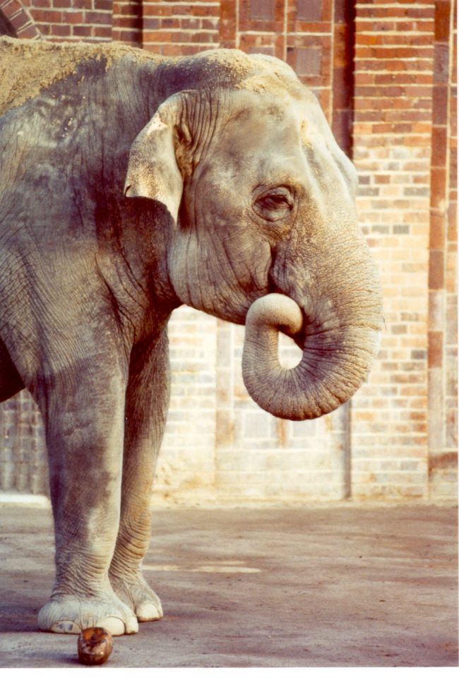 Zoo Leipzig - Elefantenkuh mit Futterrübe