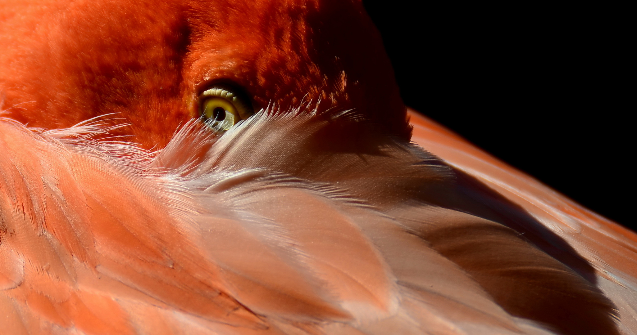 Zoo Leipzig, Flamingo