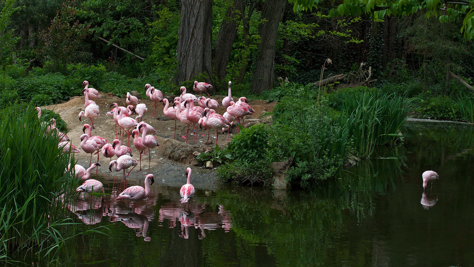 Zoo-Leipzig  Flamingos 001