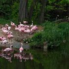 Zoo-Leipzig  Flamingos 001