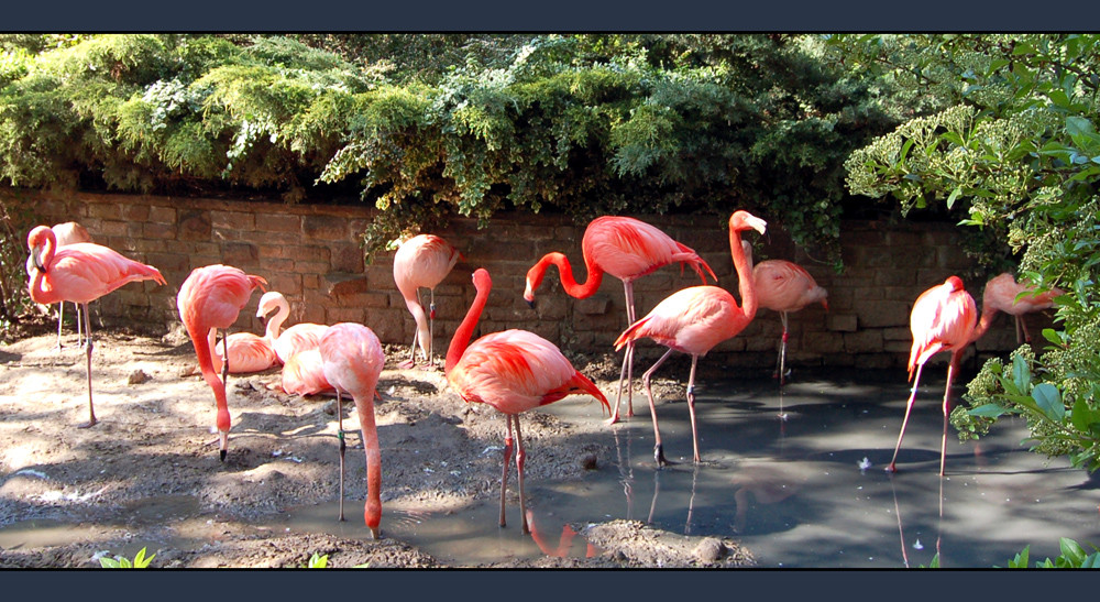 Zoo Leipzig - Flamingos