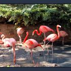 Zoo Leipzig - Flamingos