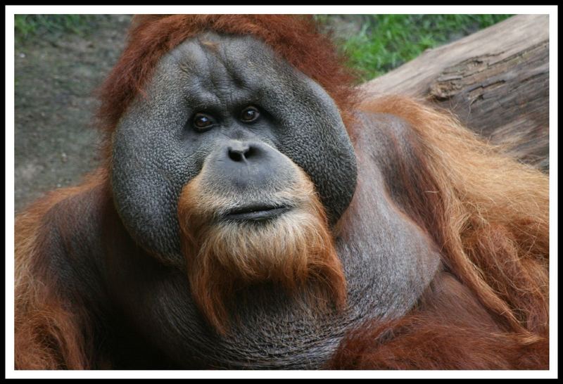Zoo Leipzig - hat eine wunderschöne Affenanlage