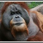 Zoo Leipzig - hat eine wunderschöne Affenanlage