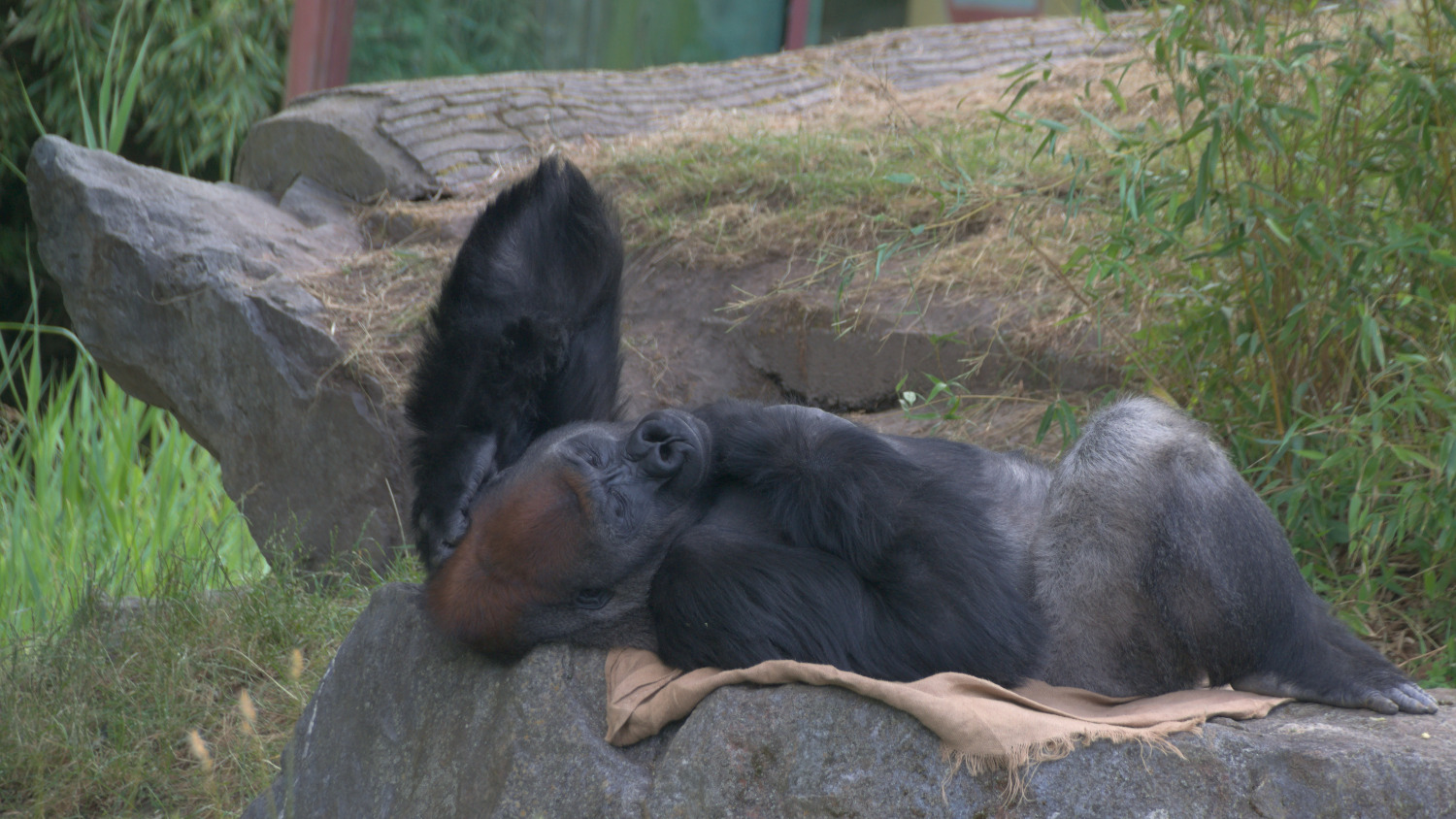 Zoo Leipzig (I)