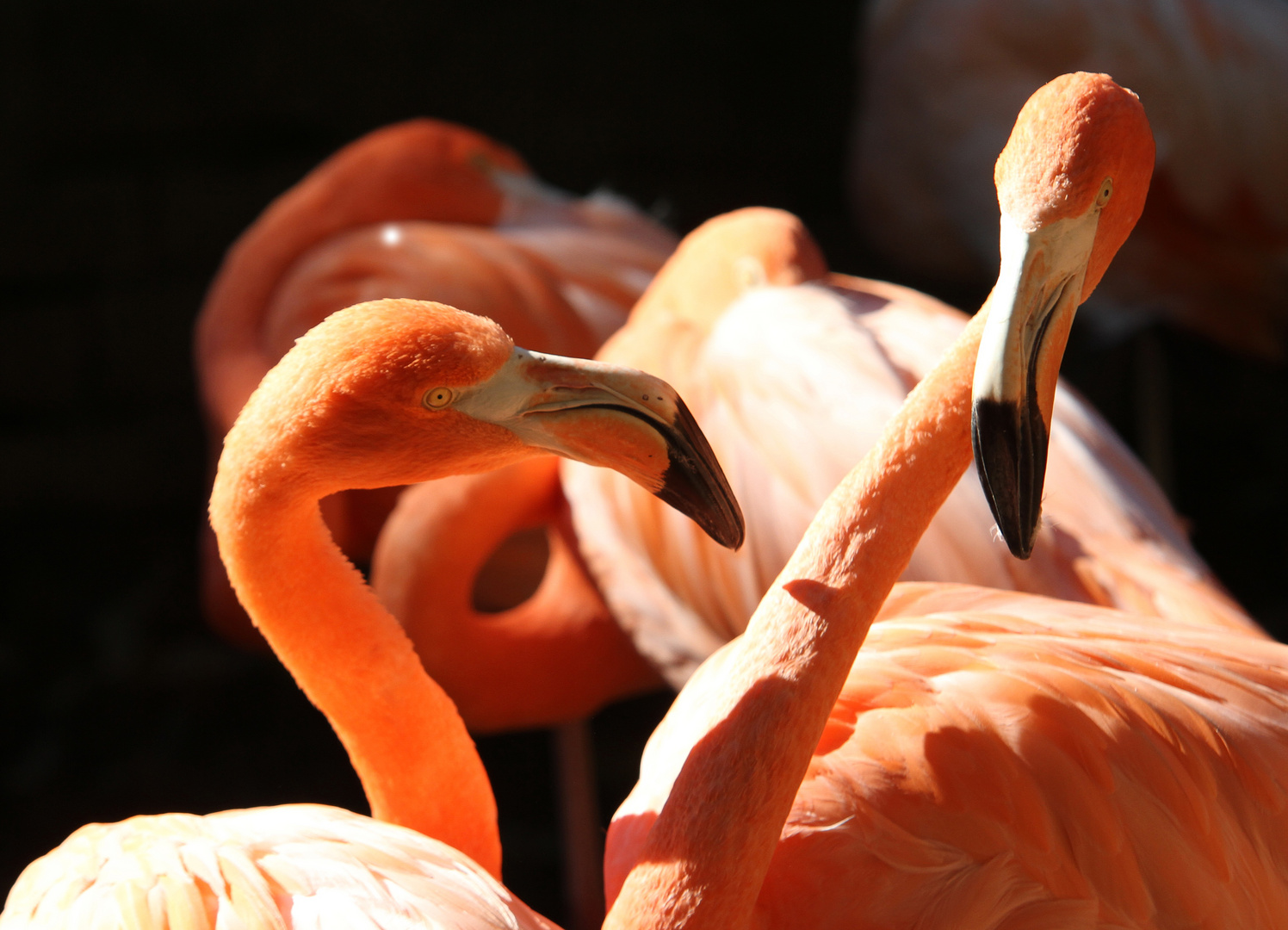 Zoo Leipzig: ich glaube Vögel zanken noch mehr als Menschen ...