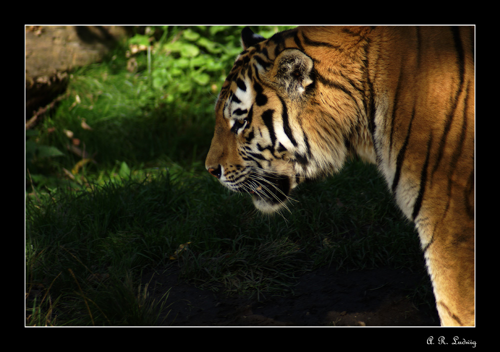 Zoo Leipzig II