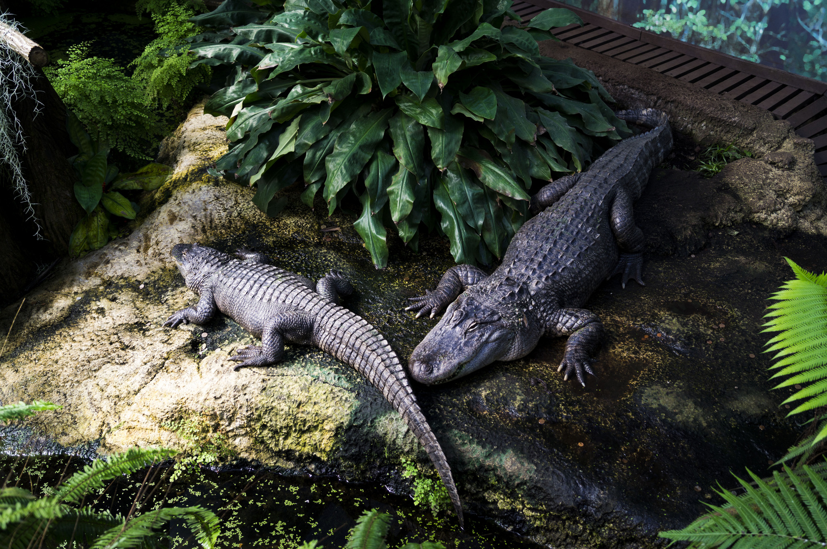 Zoo Leipzig - im Aquarium