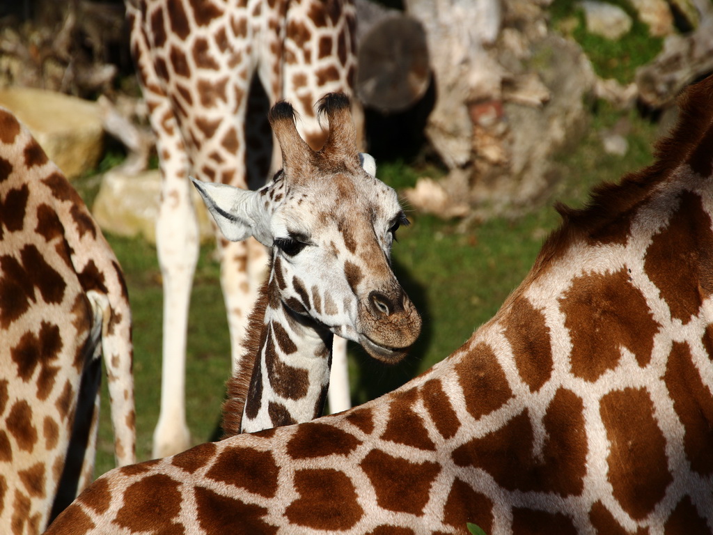 Zoo Leipzig - immer einen Besuch wert!