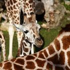 Zoo Leipzig - immer einen Besuch wert!