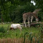 Zoo Leipzig - Impression