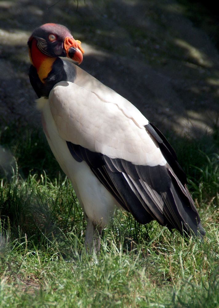 Zoo Leipzig: Königsgeier