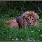 Zoo-Leipzig Löwe