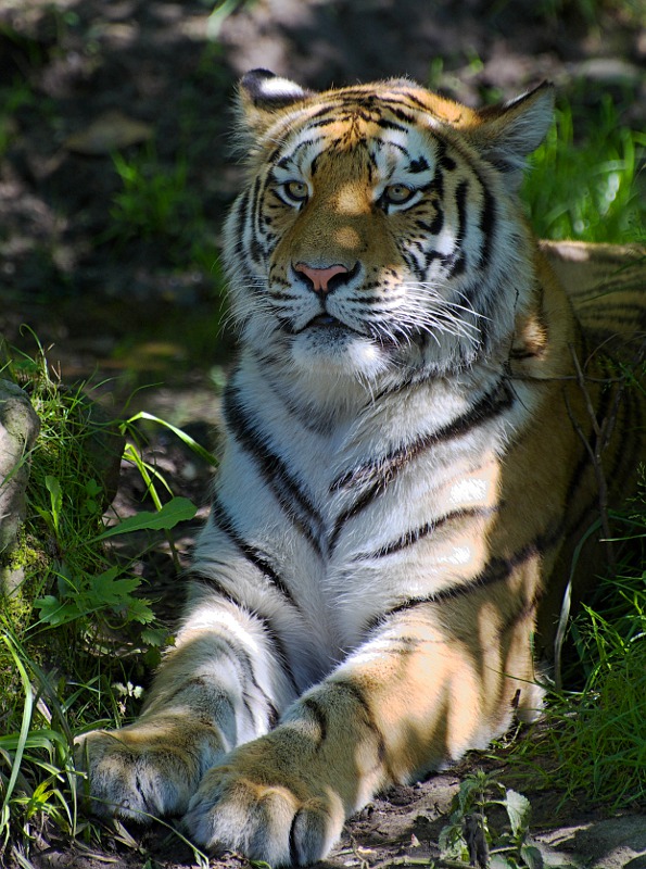 Zoo Leipzig - Majestätischer Amurtiger