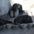 Zoo Leipzig: nu is schon Oktober ... und das Wetter macht immer noch soooo müde ....