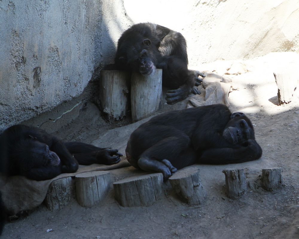 Zoo Leipzig: nu is schon Oktober ... und das Wetter macht immer noch soooo müde ....